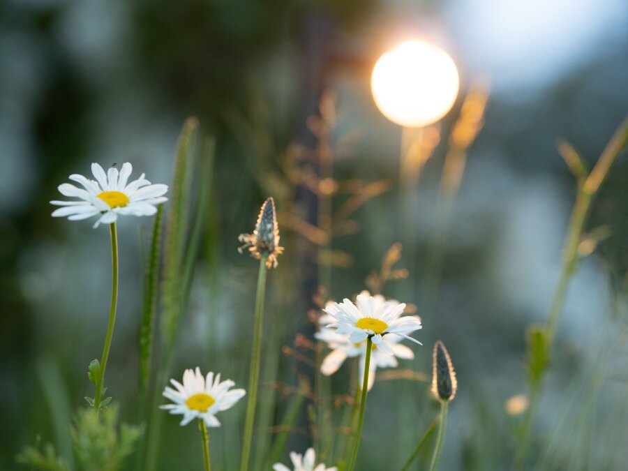 Villa Jaskółka Dom&Spa