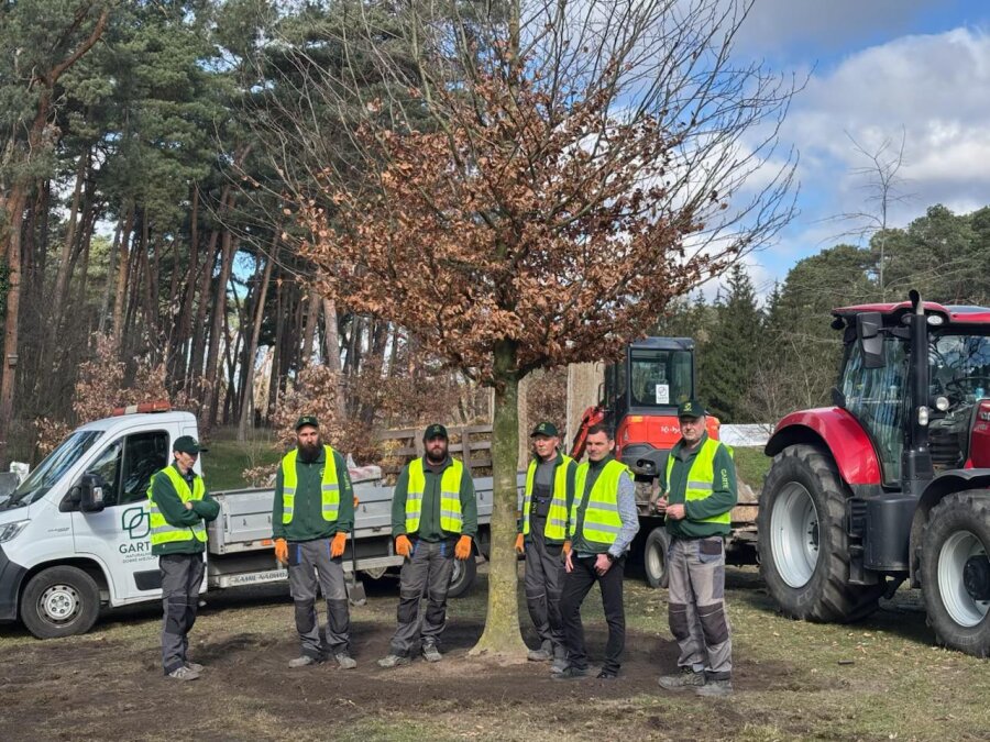 8-meters tall Beech tree planted in Poznań Arboretum